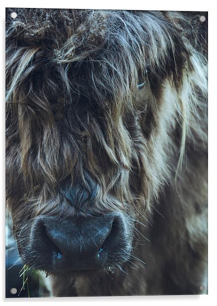 Closeup of Highland cattle. Acrylic by Liam Grant