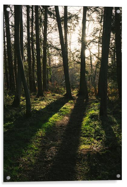 Sunlight casting shadows through woodland. Acrylic by Liam Grant