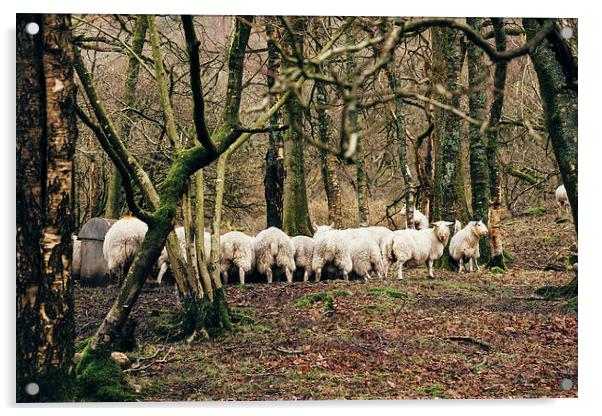 Sheep grazing in woodland near Coniston Water. Acrylic by Liam Grant