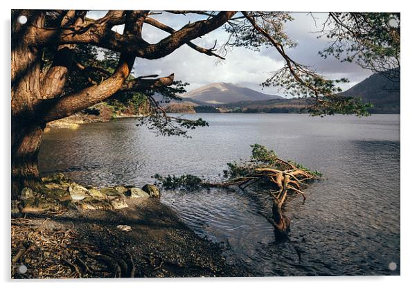 Sunlit tree roots on the shore of Derwent Water. Acrylic by Liam Grant