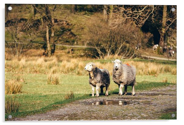 Herdwick sheep stood on footpath. Acrylic by Liam Grant