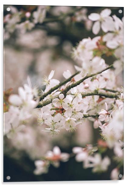Spring blossom. Acrylic by Liam Grant