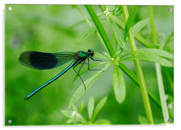 Banded Demoiselle dragonfly (Calopteryx splendens) Acrylic by Liam Grant