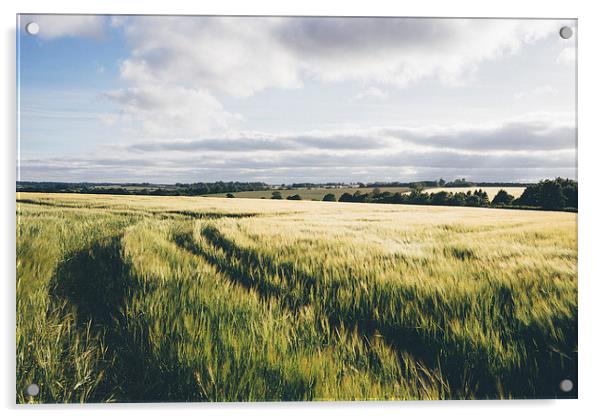 Field of barley in evening light. Acrylic by Liam Grant
