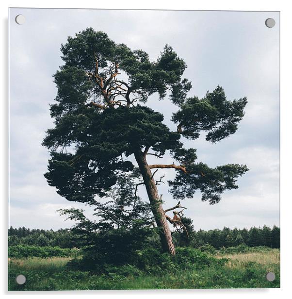 Pine tree. Acrylic by Liam Grant