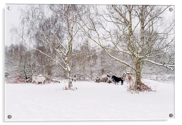 Wild ponies in snow. Litcham Common, Norfolk, UK. Acrylic by Liam Grant
