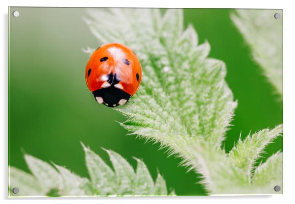 Ladybird on a nettle leaf. Norfolk, UK. Acrylic by Liam Grant