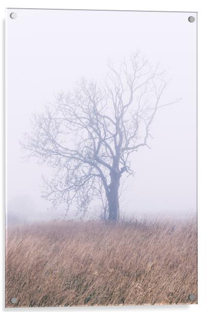 Tree in thick fog. Norfolk, UK. Acrylic by Liam Grant