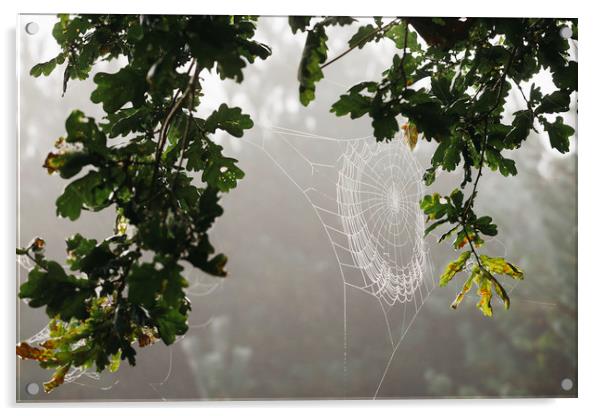 Dew covered cobweb on an oak tree in fog. Norfolk, Acrylic by Liam Grant
