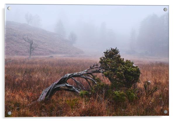 Tree in the fog. Tarn Hows, Cumbria, UK. Acrylic by Liam Grant