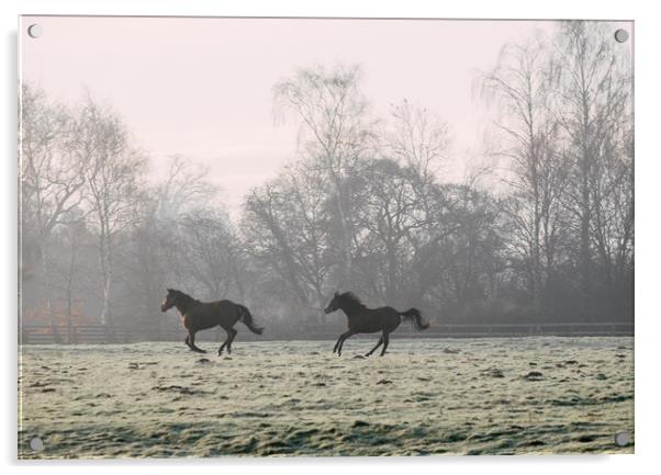 Early morning light on two horses in a frost cover Acrylic by Liam Grant