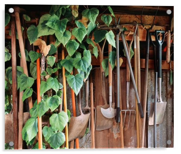 Hedra Ivy growing among gardening tools in a shed. Acrylic by Liam Grant