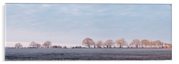 Row of trees in a frosty field lit by the sunrise. Acrylic by Liam Grant