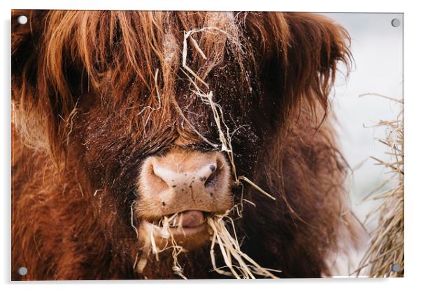Highland cow feeding on straw on a frosty winters  Acrylic by Liam Grant