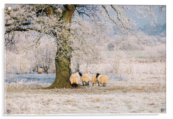 Sheep gathered under a tree covered in a thick hoa Acrylic by Liam Grant