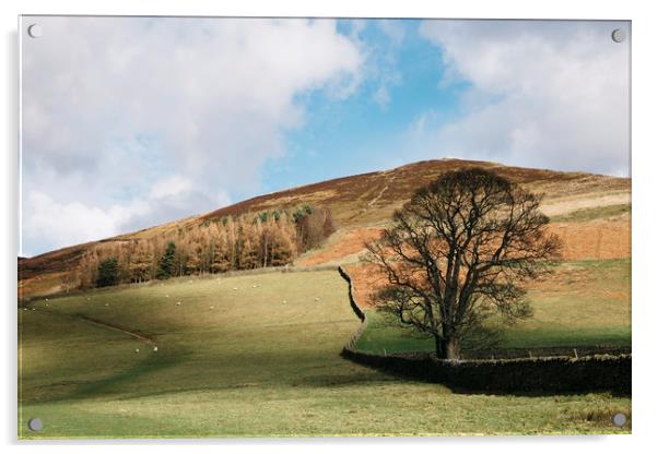 Sunlit tree and hillside. Edale, Derbyshire, UK. Acrylic by Liam Grant