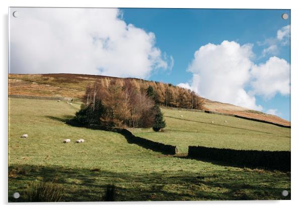 Grazing sheep and trees on a hillside. Edale, Derb Acrylic by Liam Grant