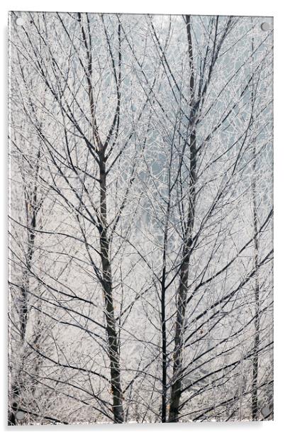 Young trees covered in a thick white frost. Norfol Acrylic by Liam Grant