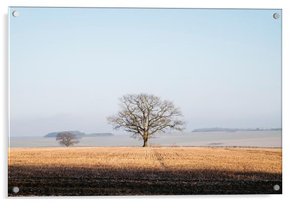 Tree in a frost covered stubble field at sunrise.  Acrylic by Liam Grant