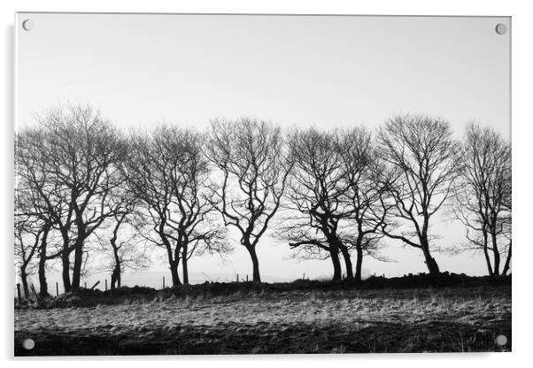 Row of trees beside a drystone wall. Derbyshire, U Acrylic by Liam Grant