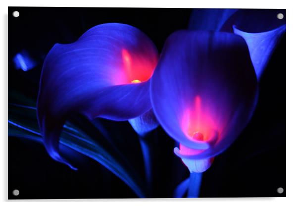 Zantedeschia - Electric blue with flames Acrylic by Dave Hoskins