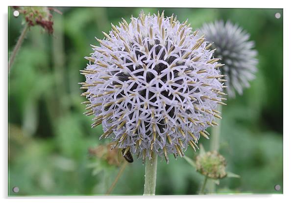 A ball of star shape flowers Acrylic by Mike Herber