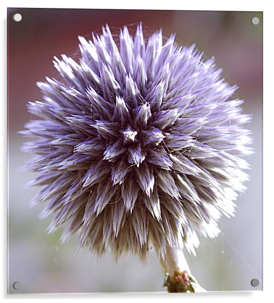 Echinops Acrylic by Mike Herber