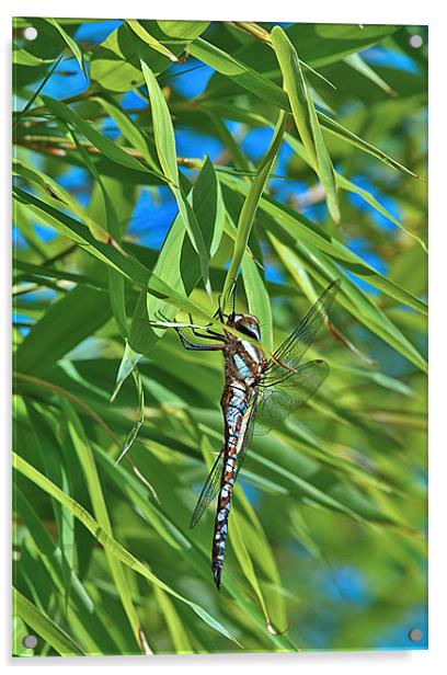 Male Common Hawker Acrylic by Mike Herber