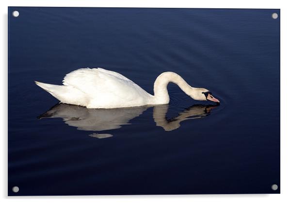 Swan Acrylic by Anth Short