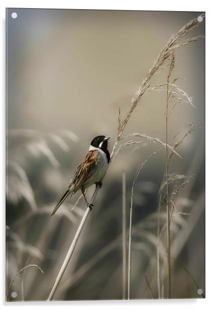 REED BUNTING Acrylic by Anthony R Dudley (LRPS)