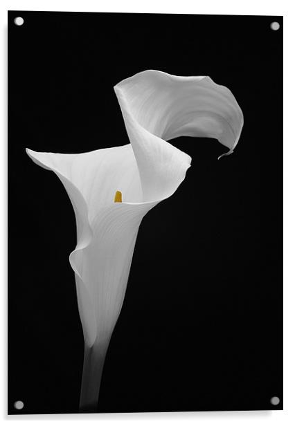 ARUM LILY Acrylic by Anthony R Dudley (LRPS)