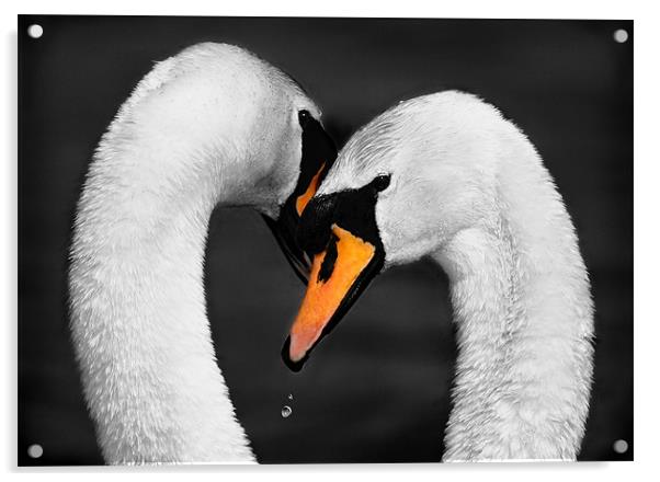 SWAN EMBRACE Acrylic by Anthony R Dudley (LRPS)