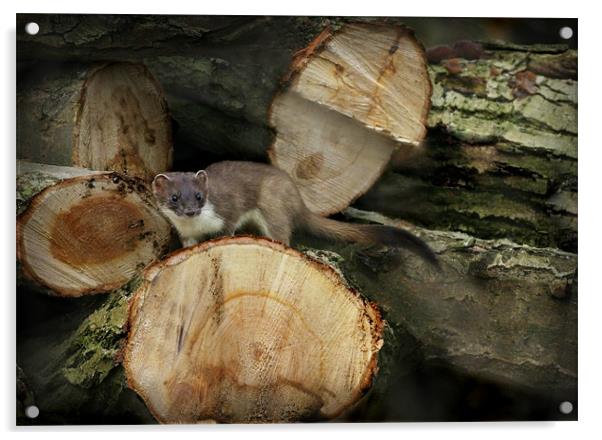 STOAT IN THE WOODPILE Acrylic by Anthony R Dudley (LRPS)