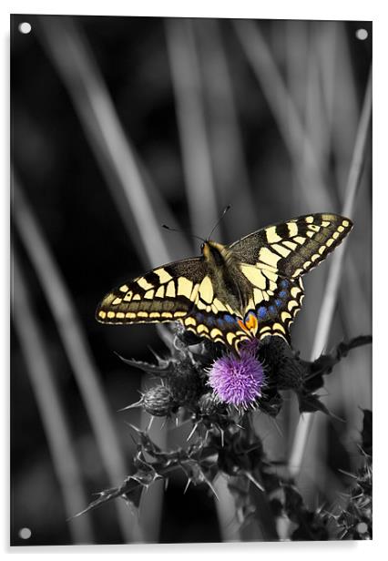 SWALLOWTAIL BUTTERFLY Acrylic by Anthony R Dudley (LRPS)