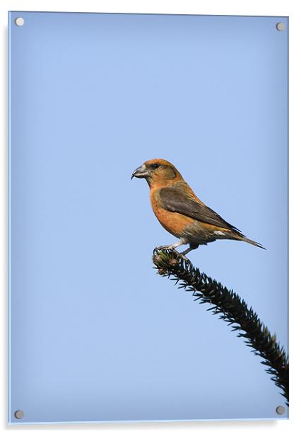 CROSSBILL #1 Acrylic by Anthony R Dudley (LRPS)