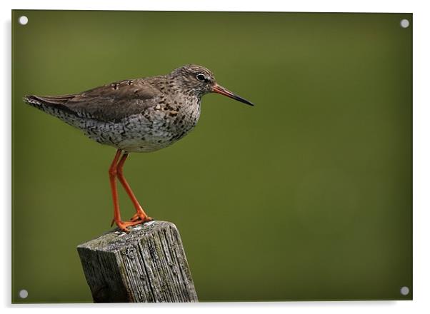 REDSHANK Acrylic by Anthony R Dudley (LRPS)