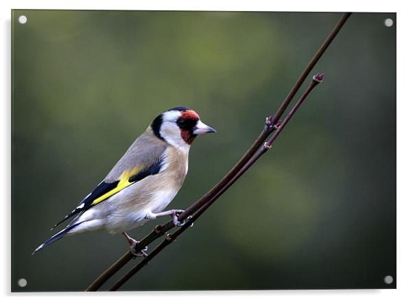 GOLDFINCH Acrylic by Anthony R Dudley (LRPS)