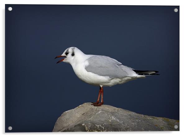 BLACK-HEADED GULL Acrylic by Anthony R Dudley (LRPS)