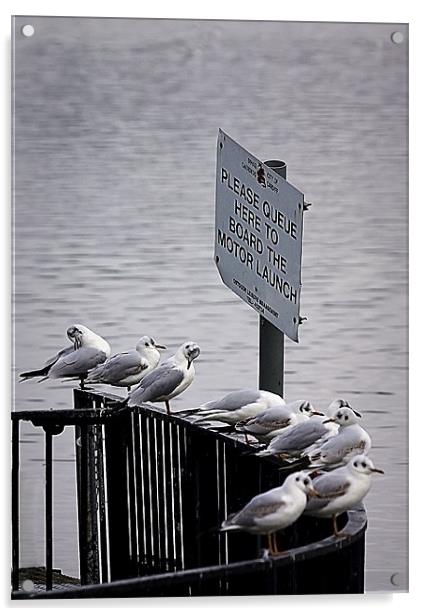 GULL QUEUE Acrylic by Anthony R Dudley (LRPS)