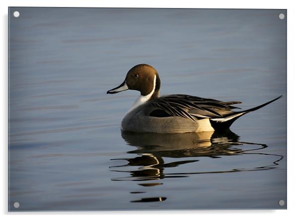 PINTAIL Acrylic by Anthony R Dudley (LRPS)