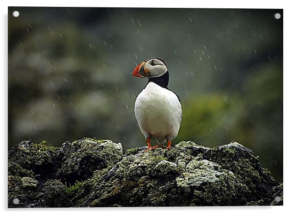 PUFFIN IN THE RAIN Acrylic by Anthony R Dudley (LRPS)