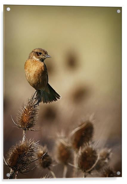 STONECHAT Acrylic by Anthony R Dudley (LRPS)