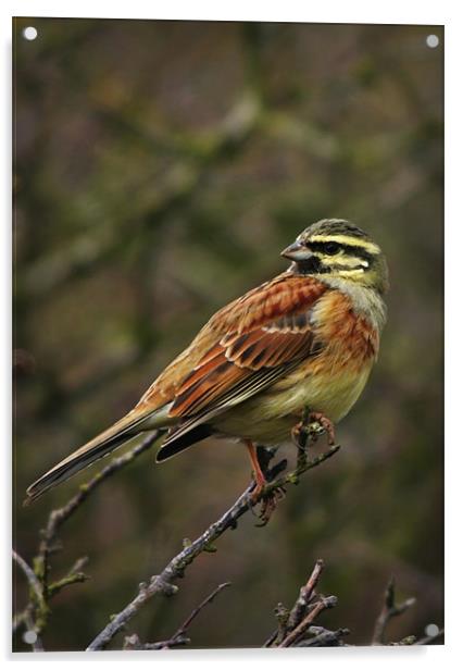 CIRL BUNTING Acrylic by Anthony R Dudley (LRPS)