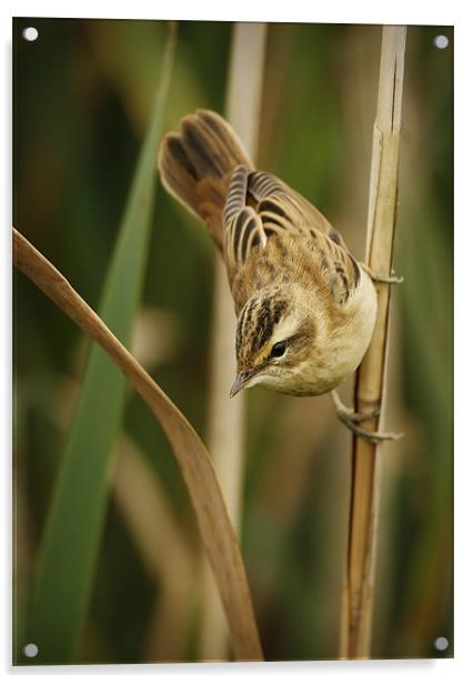 SEDGE WARBLER Acrylic by Anthony R Dudley (LRPS)