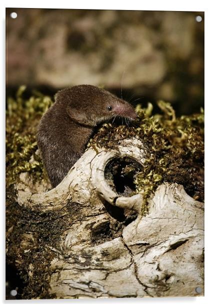 COMMON SHREW Acrylic by Anthony R Dudley (LRPS)