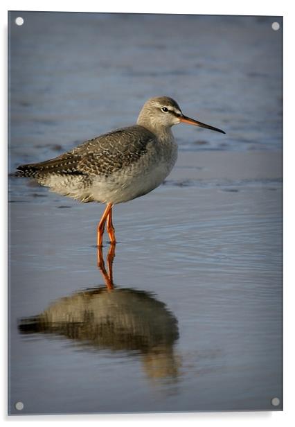 SPOTTED REDSHANK Acrylic by Anthony R Dudley (LRPS)