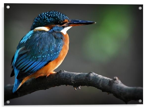 KINGFISHER Acrylic by Anthony R Dudley (LRPS)