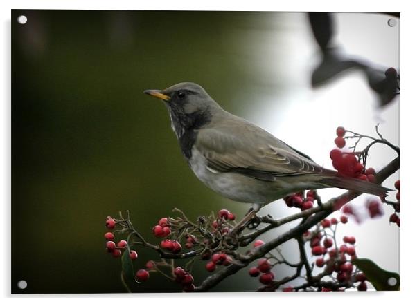 BLACK -THROATED THRUSH Acrylic by Anthony R Dudley (LRPS)