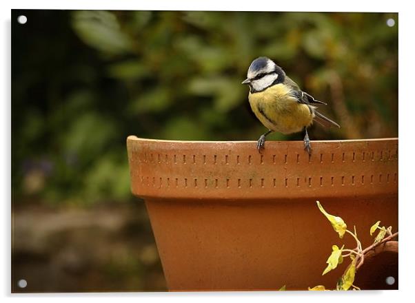 BLUE TIT ON OLD POT Acrylic by Anthony R Dudley (LRPS)