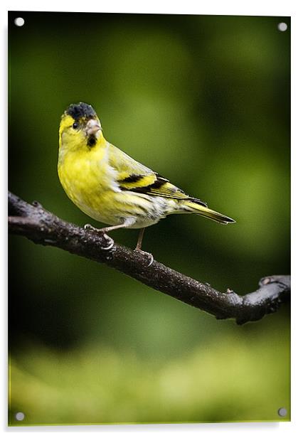 SISKIN #3 Acrylic by Anthony R Dudley (LRPS)